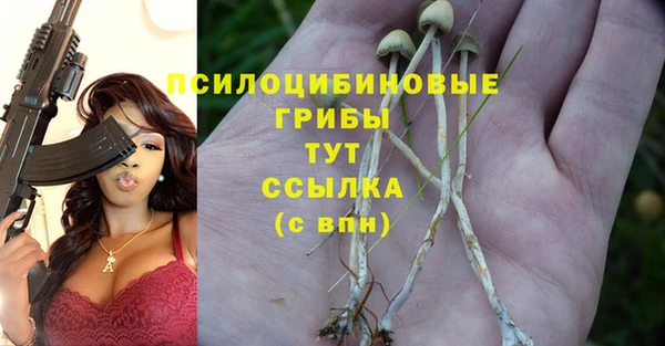 гидра Инта